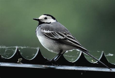 schwarz weißer vogel name